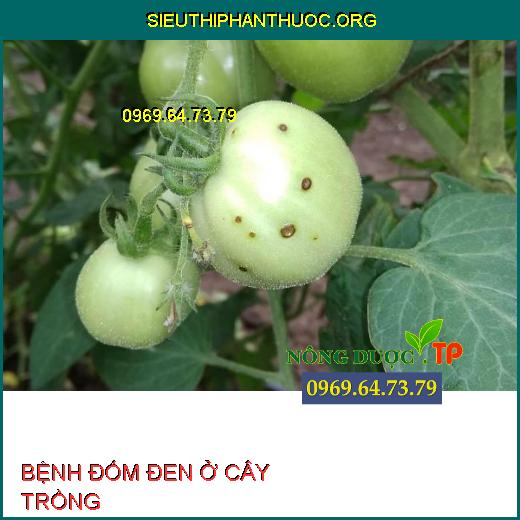 BỆNH ĐỐM ĐEN Ở CÂY TRỒNG