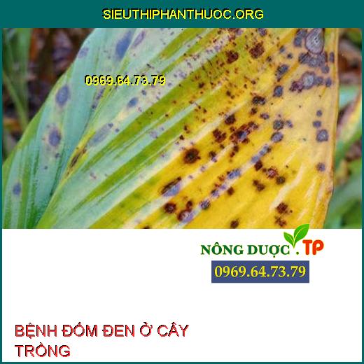 BỆNH ĐỐM ĐEN Ở CÂY TRỒNG