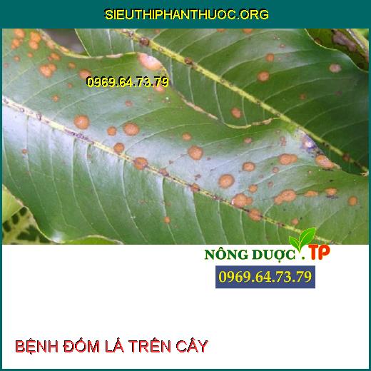 BỆNH ĐỐM LÁ TRÊN CÂY