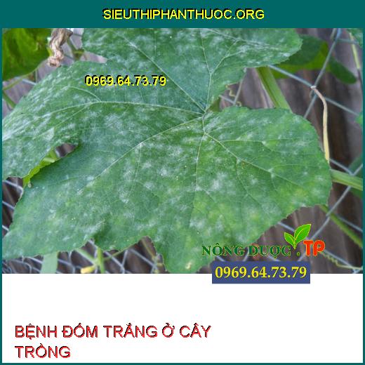 BỆNH ĐỐM TRẮNG Ở CÂY TRỒNG