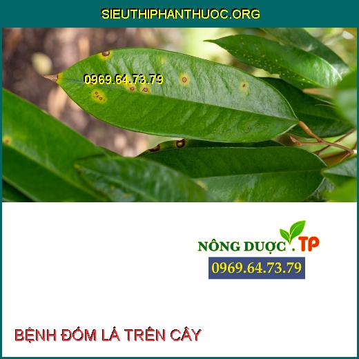 BỆNH ĐỐM LÁ TRÊN CÂY