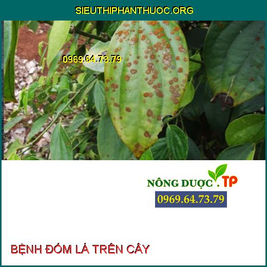 BỆNH ĐỐM LÁ TRÊN CÂY