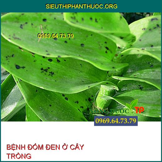 BỆNH ĐỐM ĐEN Ở CÂY TRỒNG