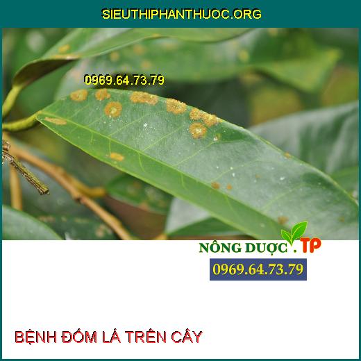 bệnh đốm lá hại cây