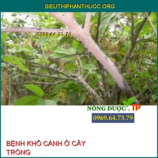 BỆNH KHÔ CÀNH Ở CÂY TRỒNG