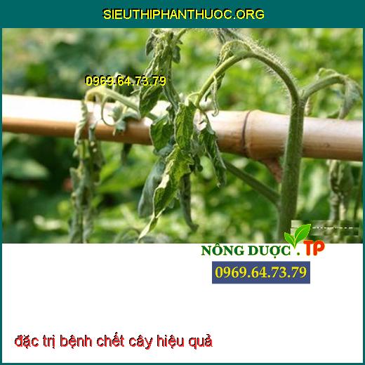 đặc trị bệnh chết cây hiệu quả