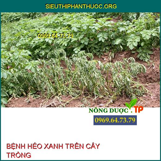 BỆNH HÉO XANH TRÊN CÂY TRỒNG