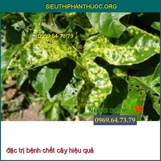 Bệnh chết cây con 