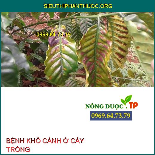 BỆNH KHÔ CÀNH Ở CÂY TRỒNG