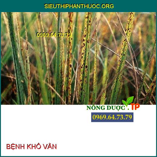 BỆNH KHÔ VẰN