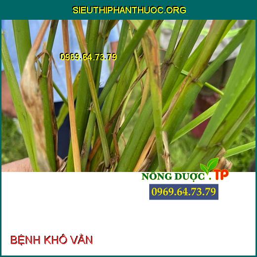 BỆNH KHÔ VẰN