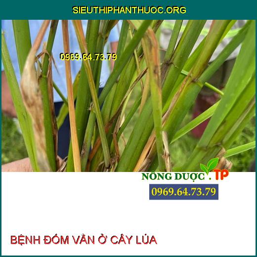 BỆNH ĐỐM VẰN