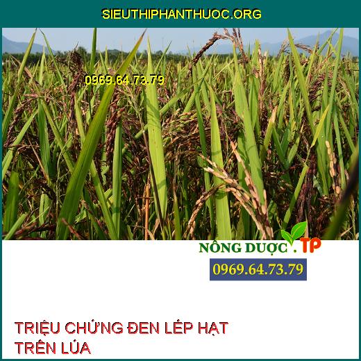 ĐEN LÉP HẠT