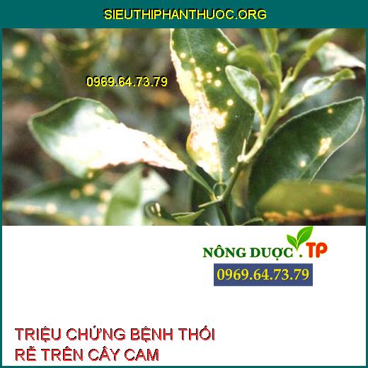 BỆNH THỐI RỄ CAM