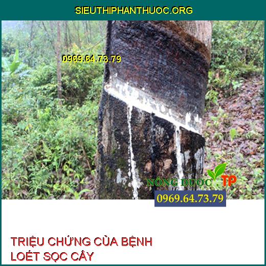 TRIỆU CHỨNG CỦA BỆNH LOÉT SỌC CÂY