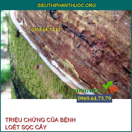 TRIỆU CHỨNG CỦA BỆNH LOÉT SỌC CÂY