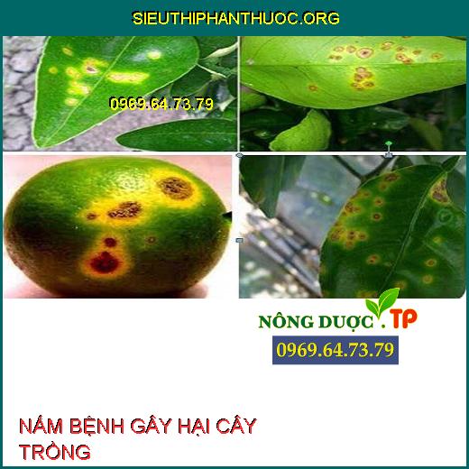 NẤM BỆNH 