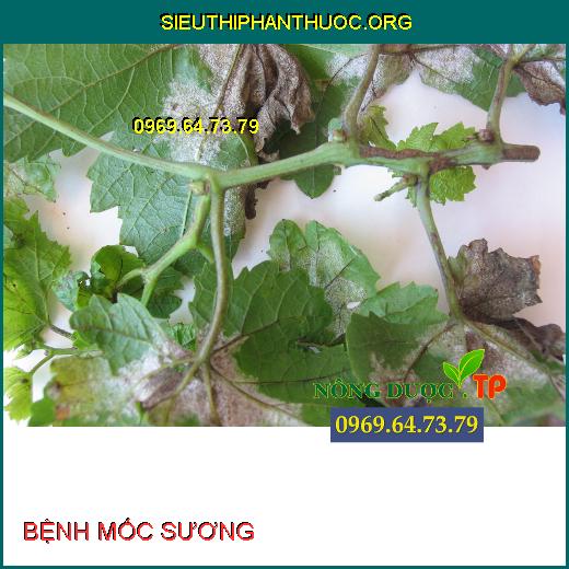 BỆNH MỐC SƯƠNG