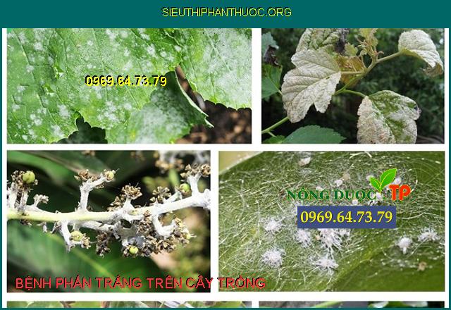 Top 10 Thuốc đặc trị bệnh phấn trắng cho cây trồng
