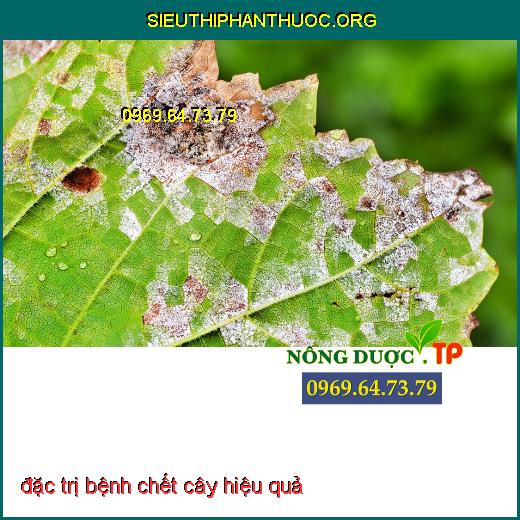 đặc trị bệnh chết cây hiệu quả