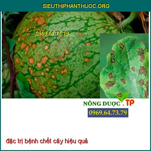 đặc trị bệnh chết cây hiệu quả