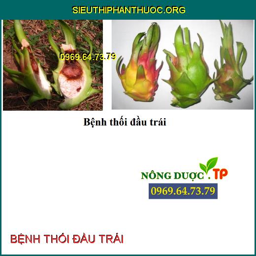 BỆNH THỐI ĐẦU