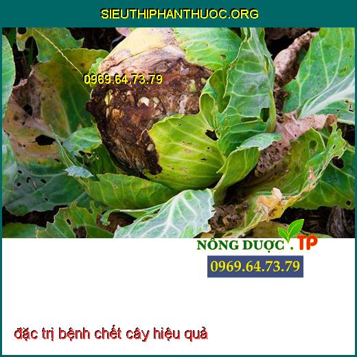 trị bệnh chết cây hiệu quả nhất