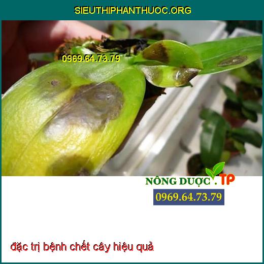 Bệnh chết cây con 