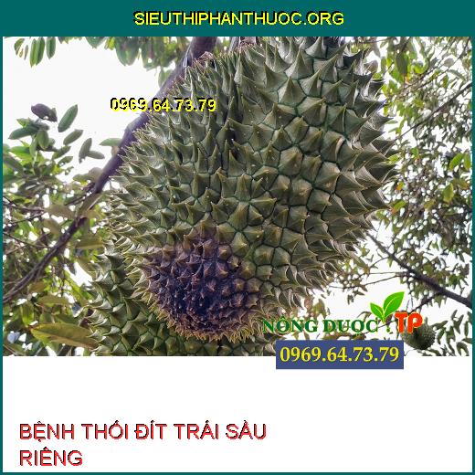 BỆNH THỐI ĐÍT TRÁI