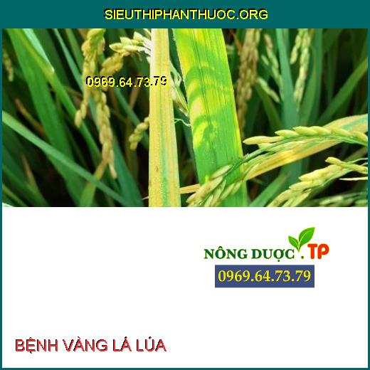 BỆNH VÀNG LÁ LÚA