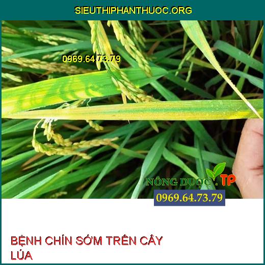 BỆNH CHÍN SỚM