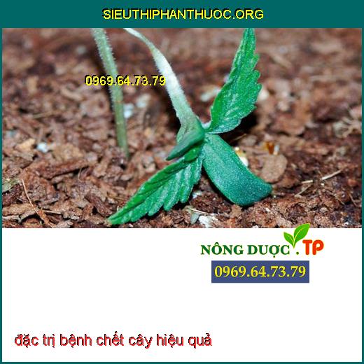 đặc trị bệnh chết cây hiệu quả