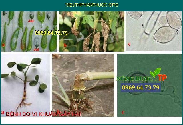 BỆNH DO VI KHUẨN GÂY HẠI