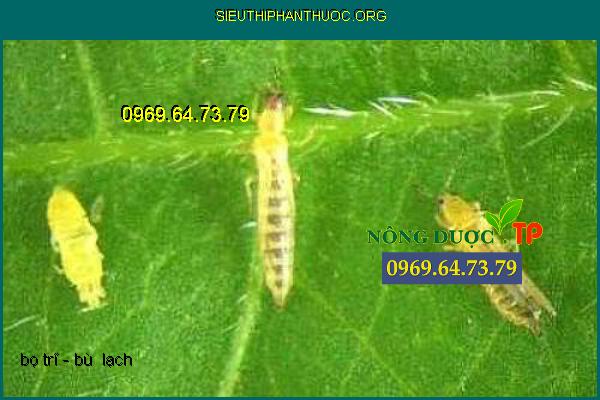 Cách Phòng Và Trị Bọ Trĩ Hại Cây Trồng Hiệu Quả Nhất P.4 rqm