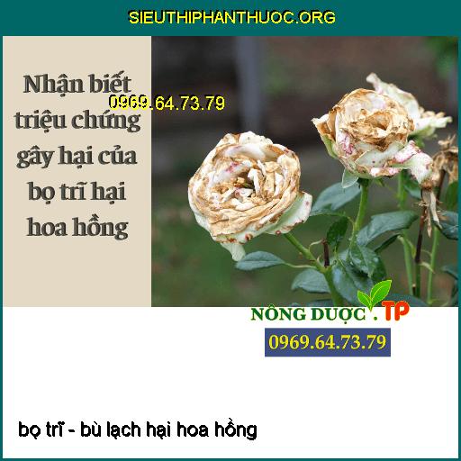 Bông hoa nhỏ, xấu, cánh dị dạng, màu bông hoa nhạt, hoa nở không bền, dễ bị thối, cảm giác bị khô, cuống hoa tóp. – Bọ trĩ hút dinh dưỡng ở nụ hoa, hoa nở rất nhỏ nhạt màu và không bền, cánh hoa bị cháy đen. Hoa xấu cánh dị dạng hoa nhanh tàn và thối.