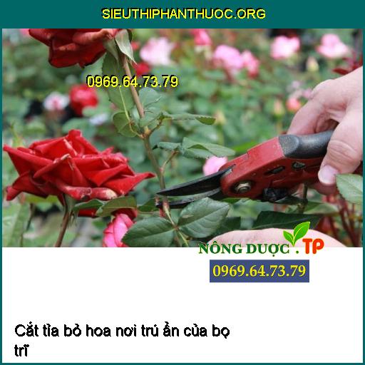 Cách Phòng Và Trị Bọ Trĩ Hại Cây Trồng Hiệu Quả Nhất P.4 rqm