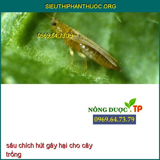 sâu chích hút gây hại cho cây trồng