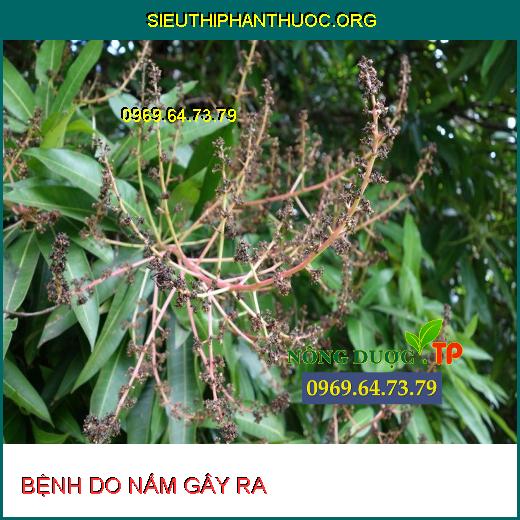 BỆNH DO NẤM GÂY HẠI