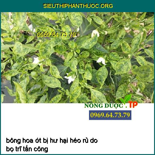 Bù Lạch Hại Ớt, Biện Pháp Phòng Ngừa và Thuốc Đặc Trị Hiệu Quả Nhất P.19 pea