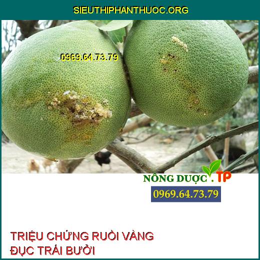 RUỒI VÀNG ĐỤC TRÁI