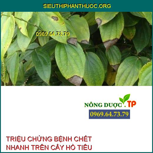 chết nhanh trên hồ tiêu