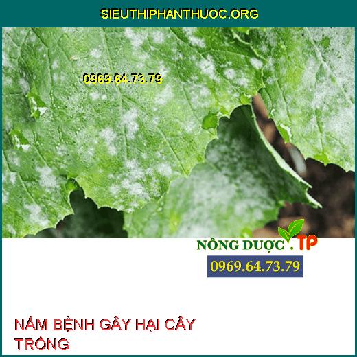 NẤM BỆNH 