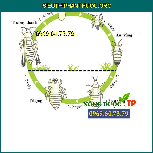 Bọ Trĩ, Cách Nhận Diện Và Phòng Trừ Bọ Trĩ Hiệu Quả Nhất P.12 dje