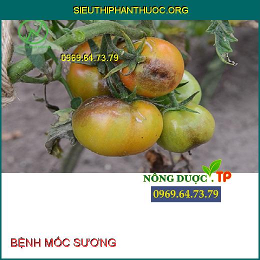 BỆNH MỐC SƯƠNG