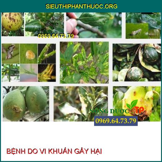 BỆNH DO VI KHUẨN GÂY HẠI