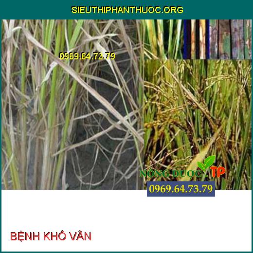 BỆNH KHÔ VẰN