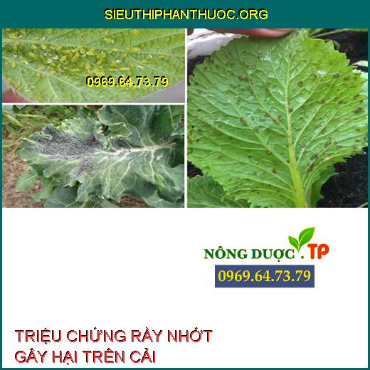 RẦY NHỚT