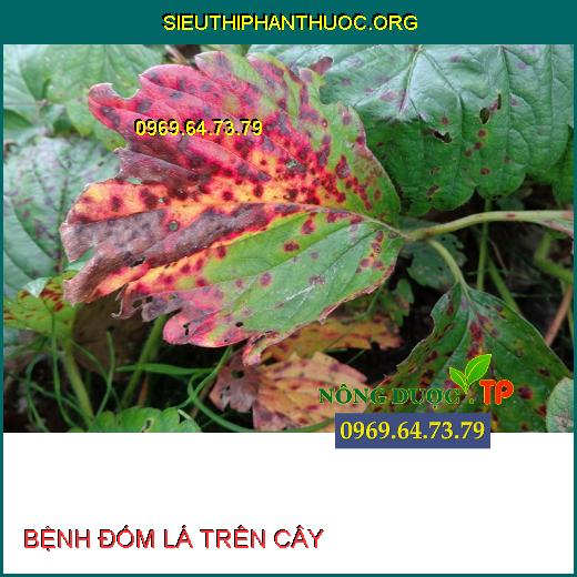 BỆNH ĐỐM LÁ TRÊN CÂY