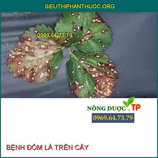 BỆNH ĐỐM LÁ TRÊN CÂY