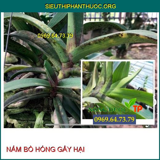 NẤM BỒ HÓNG GÂY HẠI